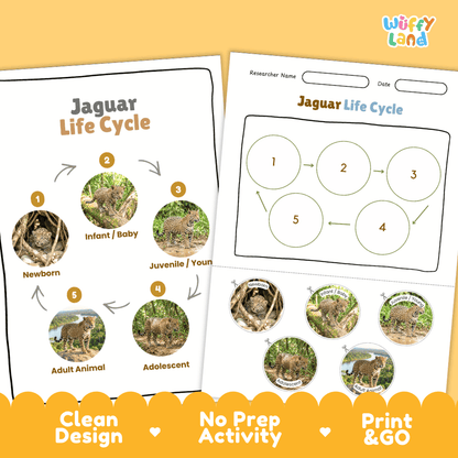 Jaguar Life Cycle Poster and Cut and Paste Worksheet Activity