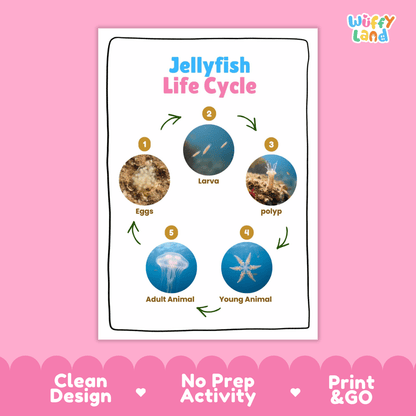 Jellyfish Life Cycle Poster and Cut and Paste Activity Worksheets