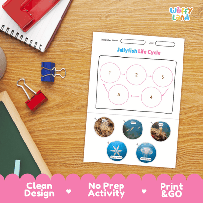 Jellyfish Life Cycle Poster and Cut and Paste Activity Worksheets