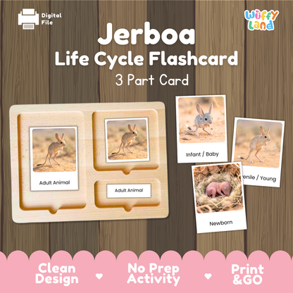 Jerboa Life Cycle Flashcard 3 Part Cards Science Activity Printable