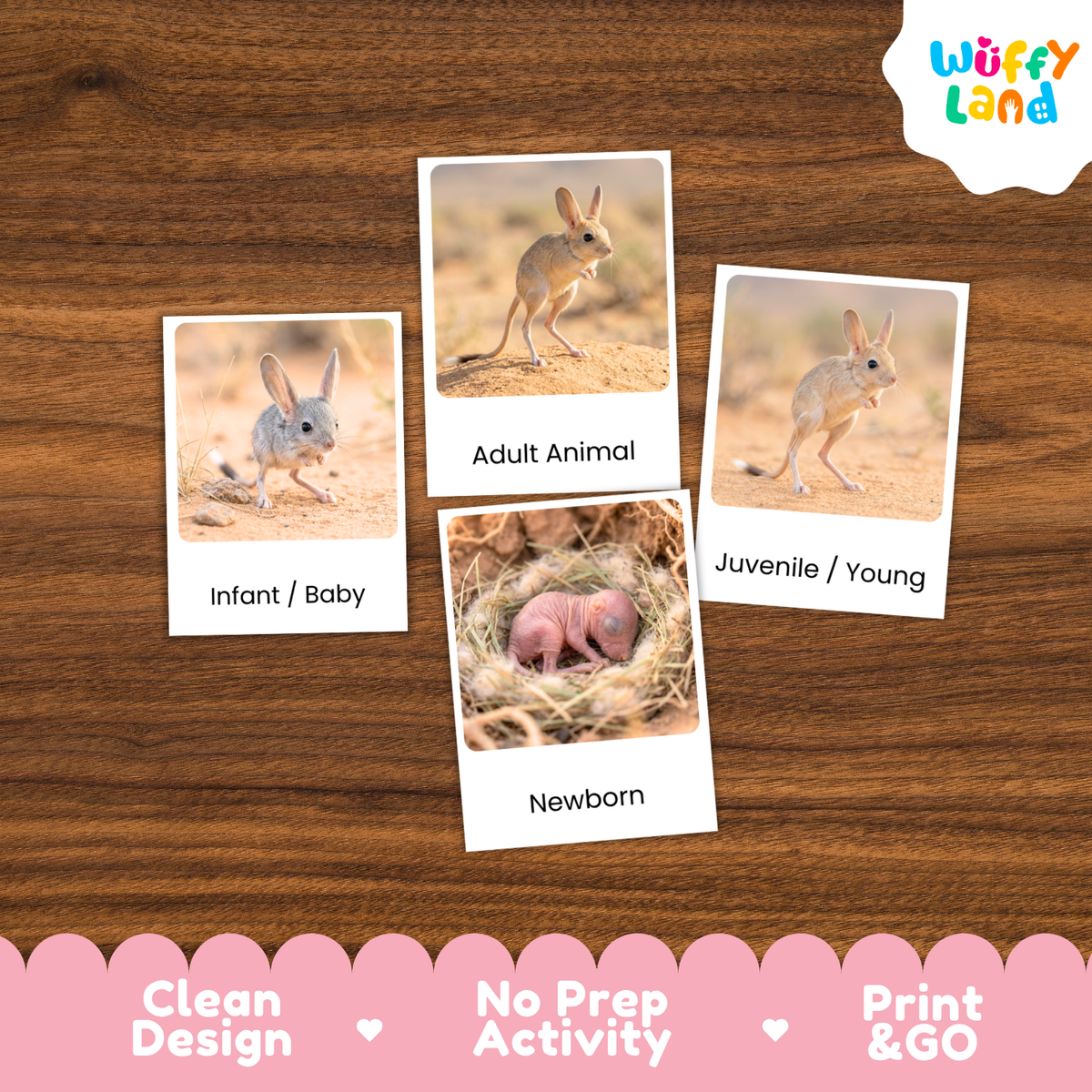 Jerboa Life Cycle Flashcard 3 Part Cards Science Activity Printable