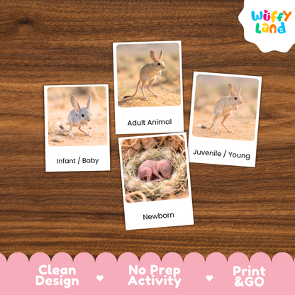 Jerboa Life Cycle Flashcard 3 Part Cards Science Activity Printable