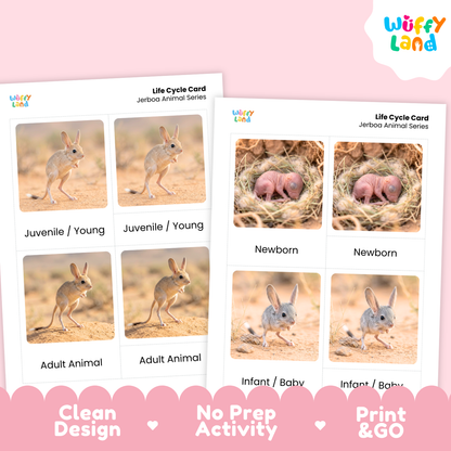 Jerboa Life Cycle Flashcard 3 Part Cards Science Activity Printable