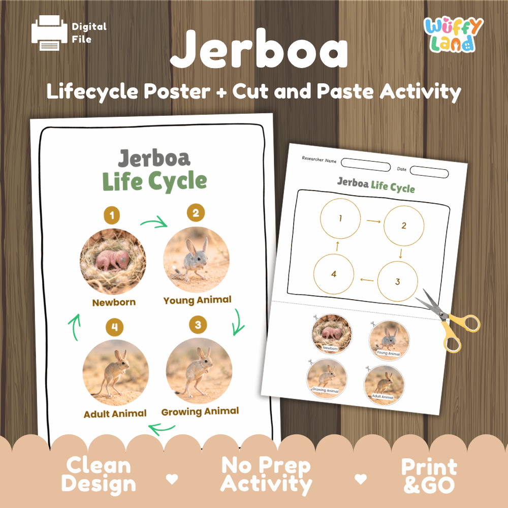 Jerboa Life Cycle Poster and Cut and Paste Activity Worksheets