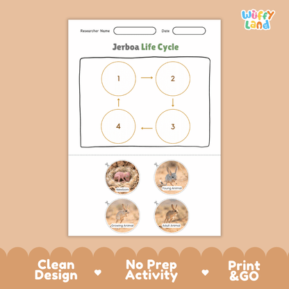 Jerboa Life Cycle Poster and Cut and Paste Activity Worksheets