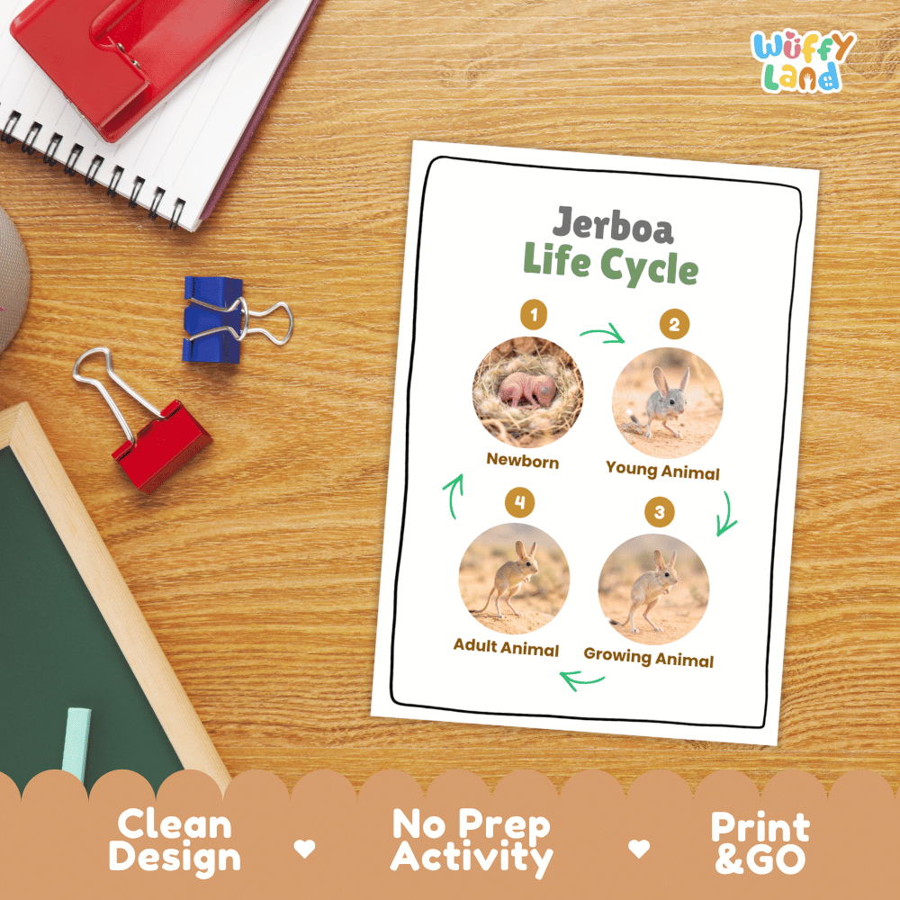 Jerboa Life Cycle Poster and Cut and Paste Activity Worksheets
