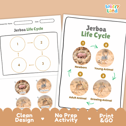 Jerboa Life Cycle Poster and Cut and Paste Activity Worksheets