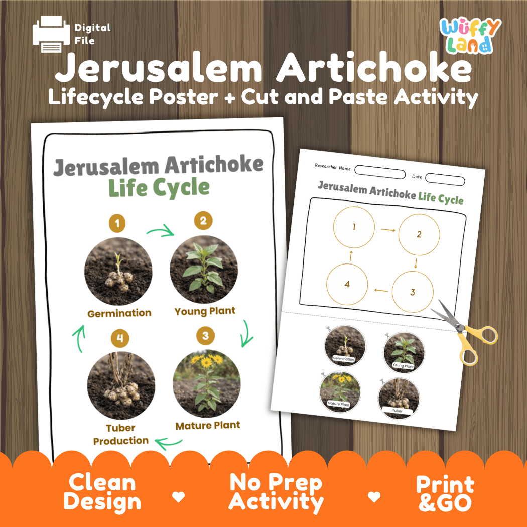 Jerusalem artichoke sunchoke plant life cycle educational printable pack cover showing visual reference poster and cut and paste sequencing worksheet with real photography