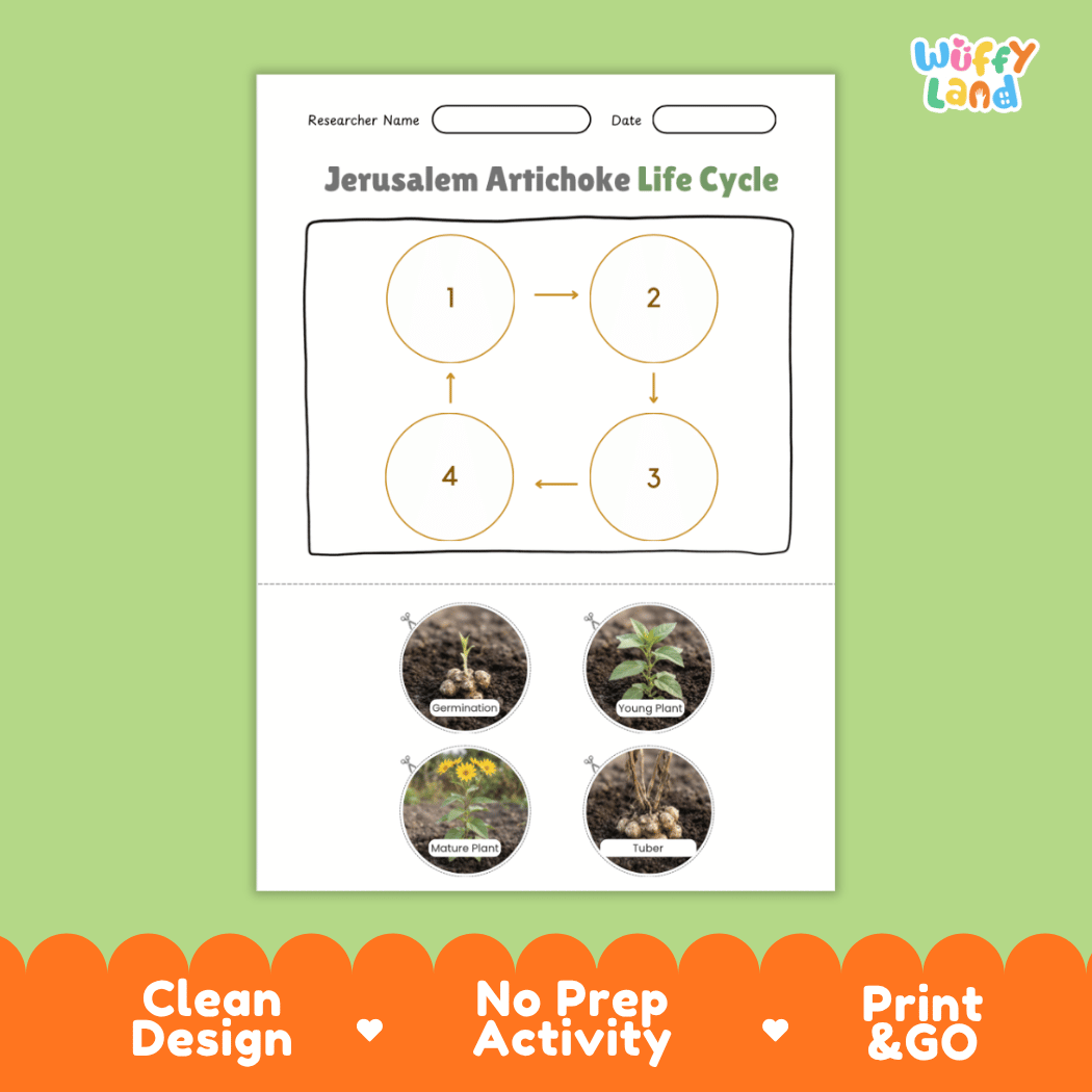 Educational reference poster showing four realistic photo stages of a Jerusalem artichoke life cycle including germination, young plant, mature plant, and tuber production