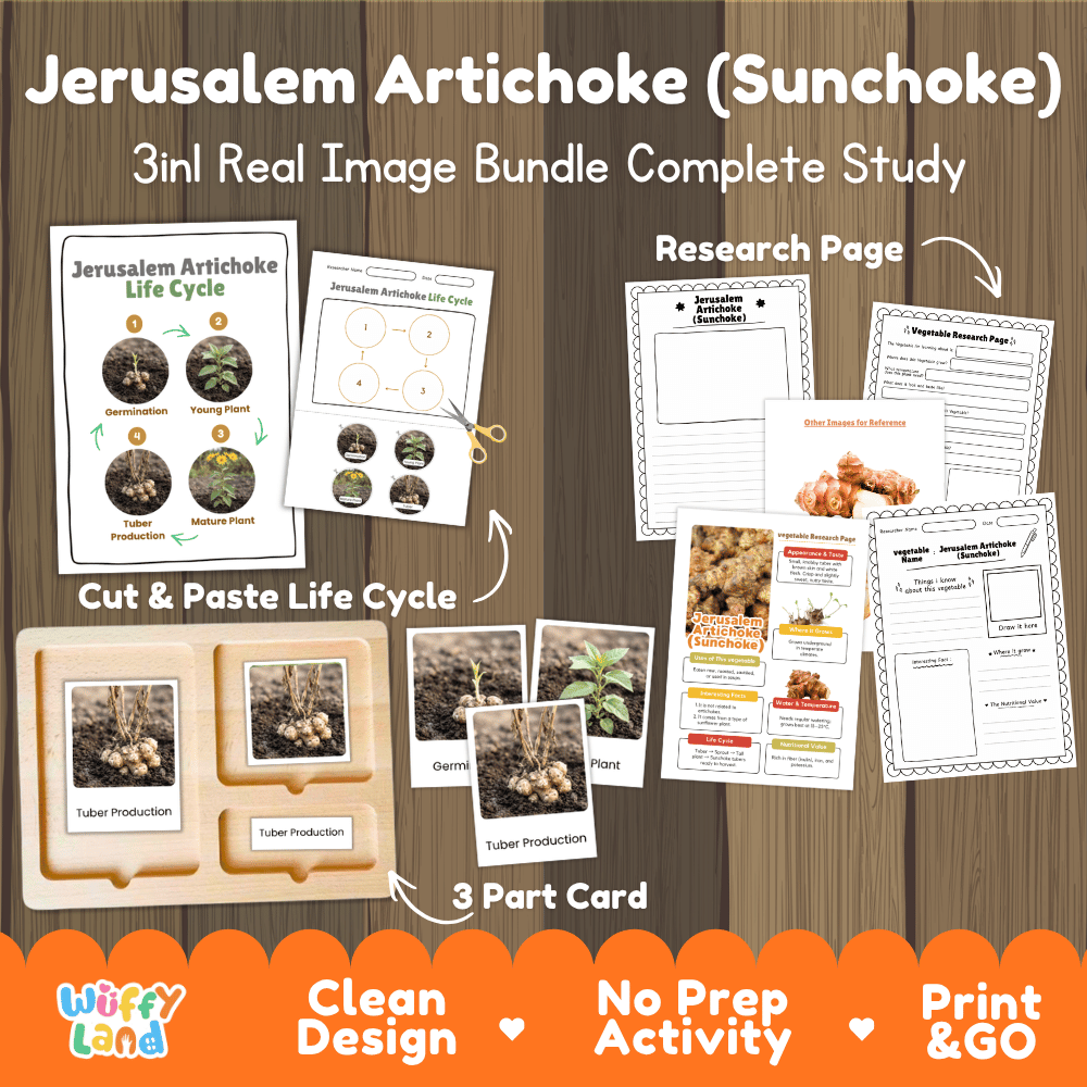 Jerusalem artichoke sunchoke 3in1 real image bundle complete study printable featuring life cycle cut and paste worksheets, Montessori 3-part cards, and research pages