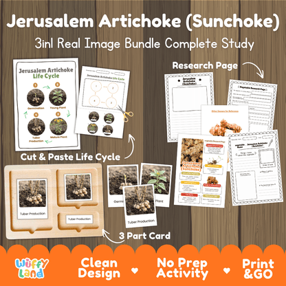 Jerusalem artichoke sunchoke 3in1 real image bundle complete study printable featuring life cycle cut and paste worksheets, Montessori 3-part cards, and research pages