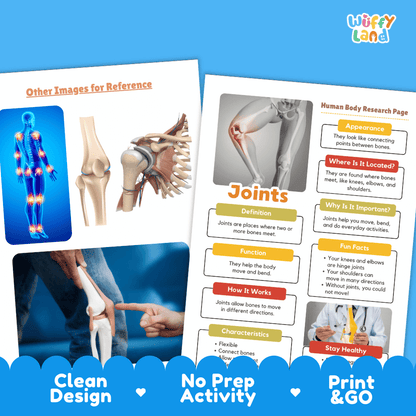 Joints Human Body Research Page Worksheets Anatomy Science Activity