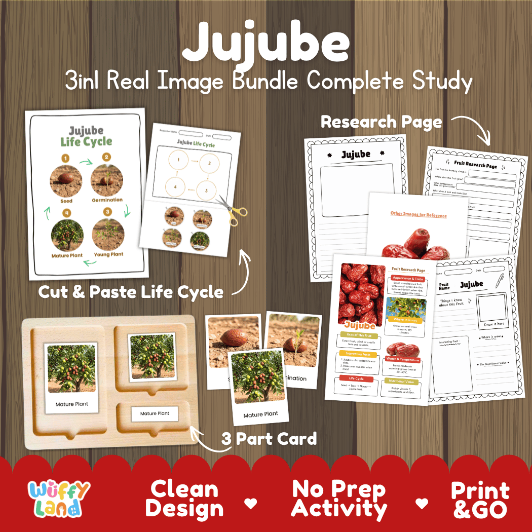 Complete Jujube 3-in-1 real image study bundle featuring cut and paste worksheets, Montessori 3-part cards, and research pages 🍎🌱