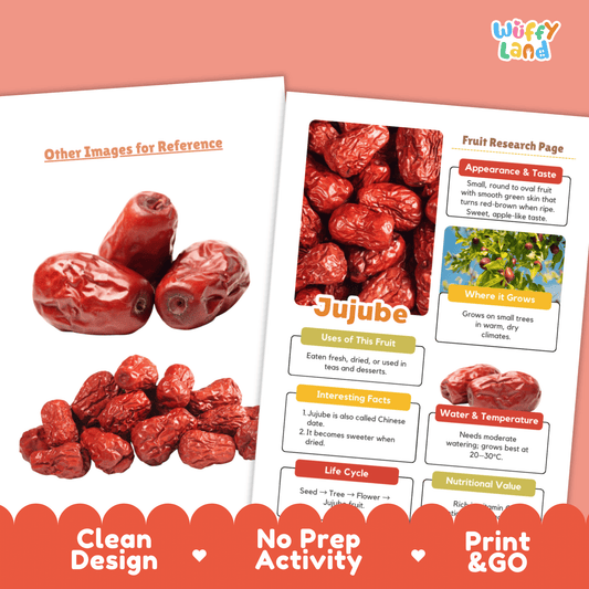 Jujube Fruit Research Project Science Worksheet Fact Sheet Activity