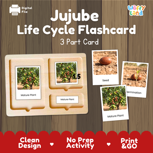 Montessori three-part cards featuring real photographs of jujube growth stages including mature plant, young plant, and germination 🗂️🏷️
