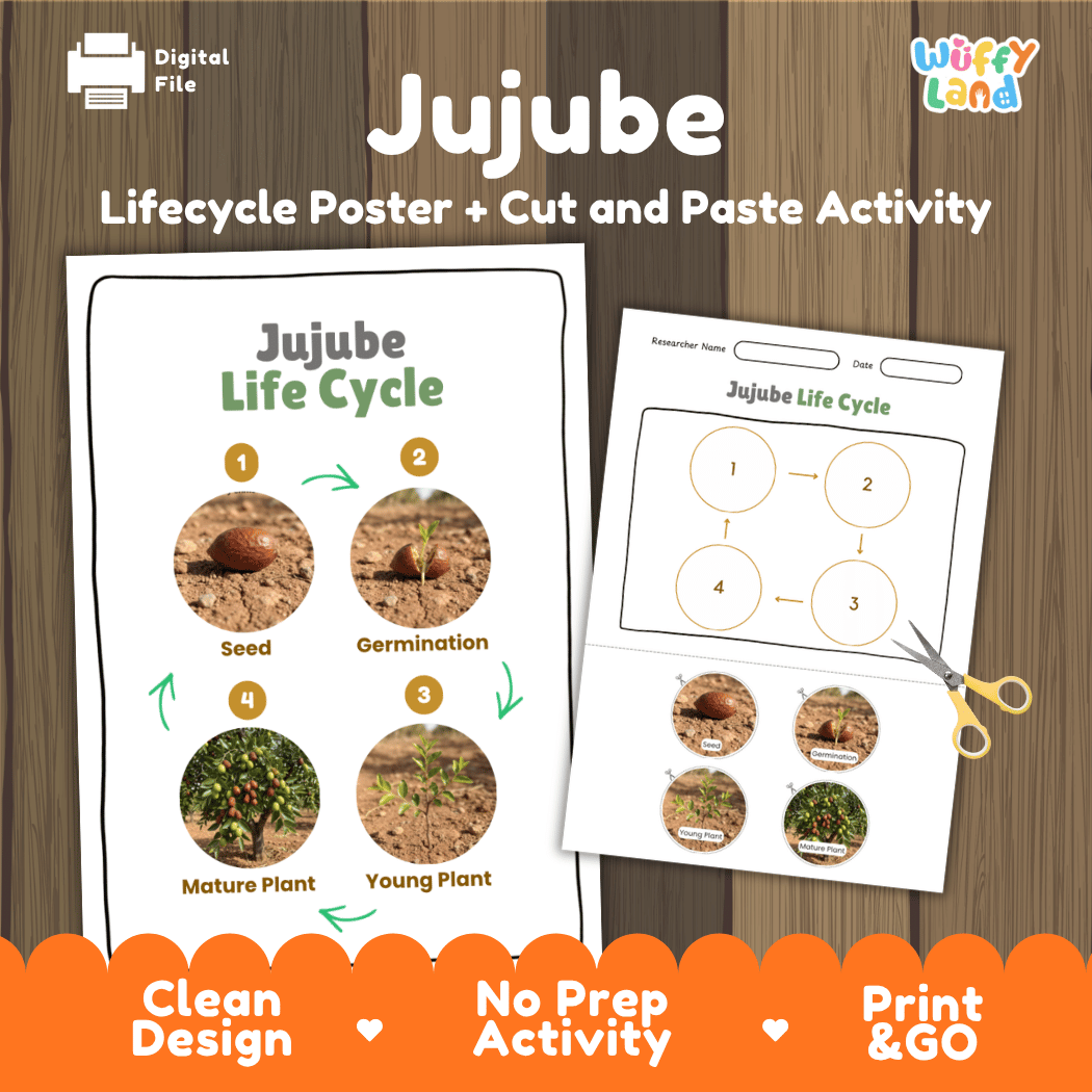 Jujube Life Cycle Poster and Cut and Paste Activity Worksheets