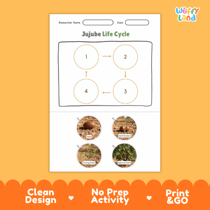 Jujube Life Cycle Poster and Cut and Paste Activity Worksheets