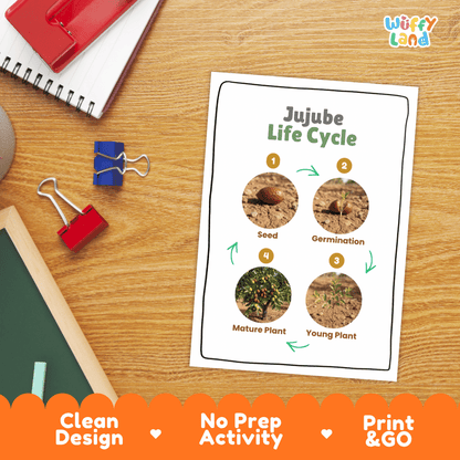 Jujube Life Cycle Poster and Cut and Paste Activity Worksheets