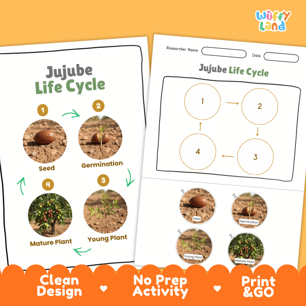 Jujube Life Cycle Poster and Cut and Paste Activity Worksheets