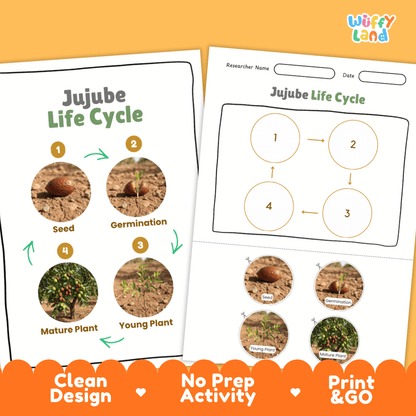 Jujube Life Cycle Poster and Cut and Paste Activity Worksheets