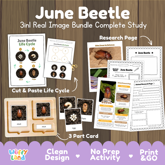 June Beetle 3-in-1 real image bundle complete study cover showing cut and paste life cycle, 3 part cards, and research pages