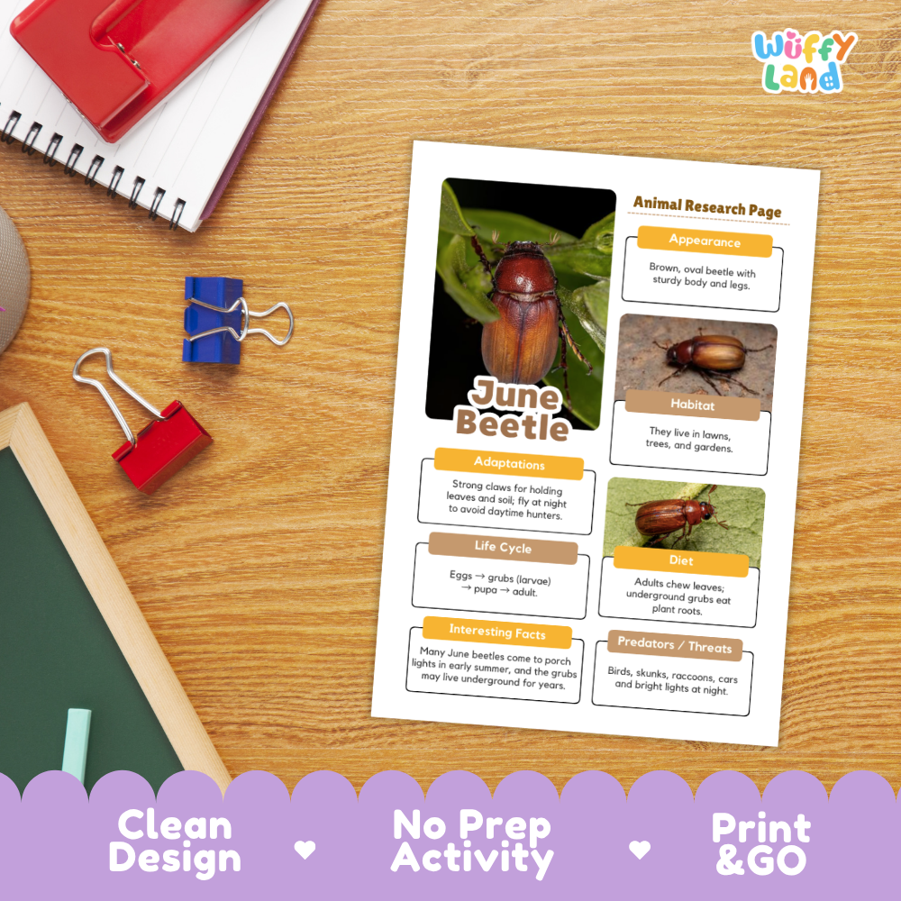 June Beetle Animal Research Page Worksheets