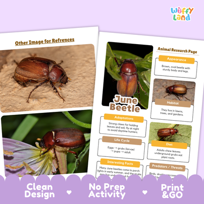 June Beetle Animal Research Page Worksheets