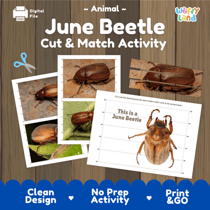 June Beetle Cut and Match Activity Printables Worksheets