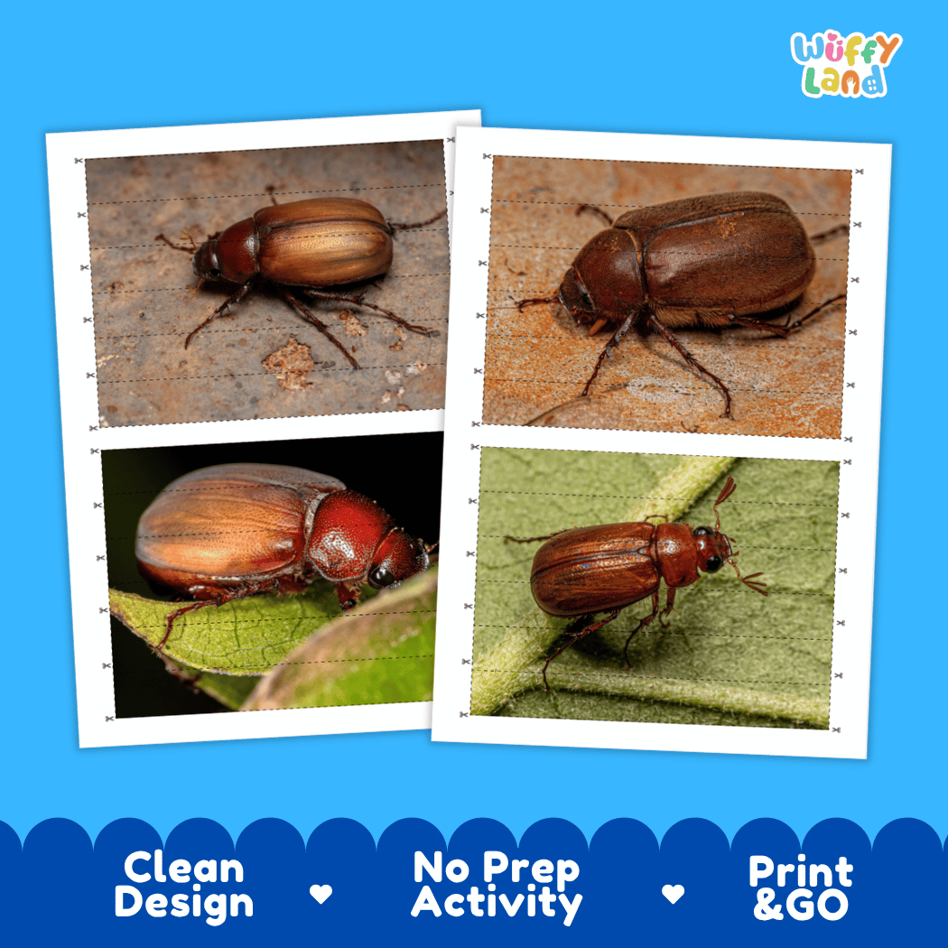 June Beetle Cut and Match Activity Printables Worksheets
