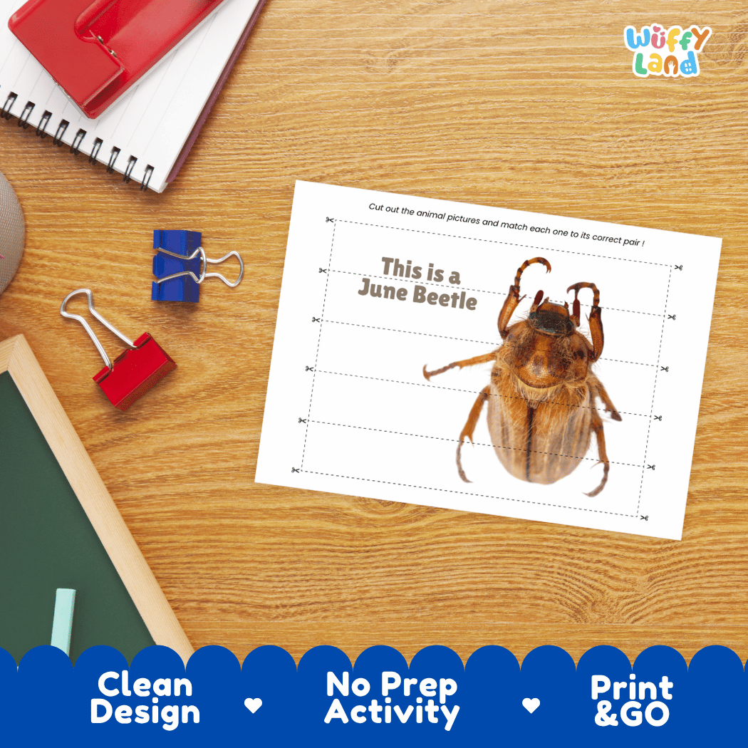 June Beetle Cut and Match Activity Printables Worksheets