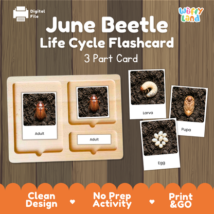 June Beetle Life Cycle Flashcard 3 Part Cards Science Activity Printable