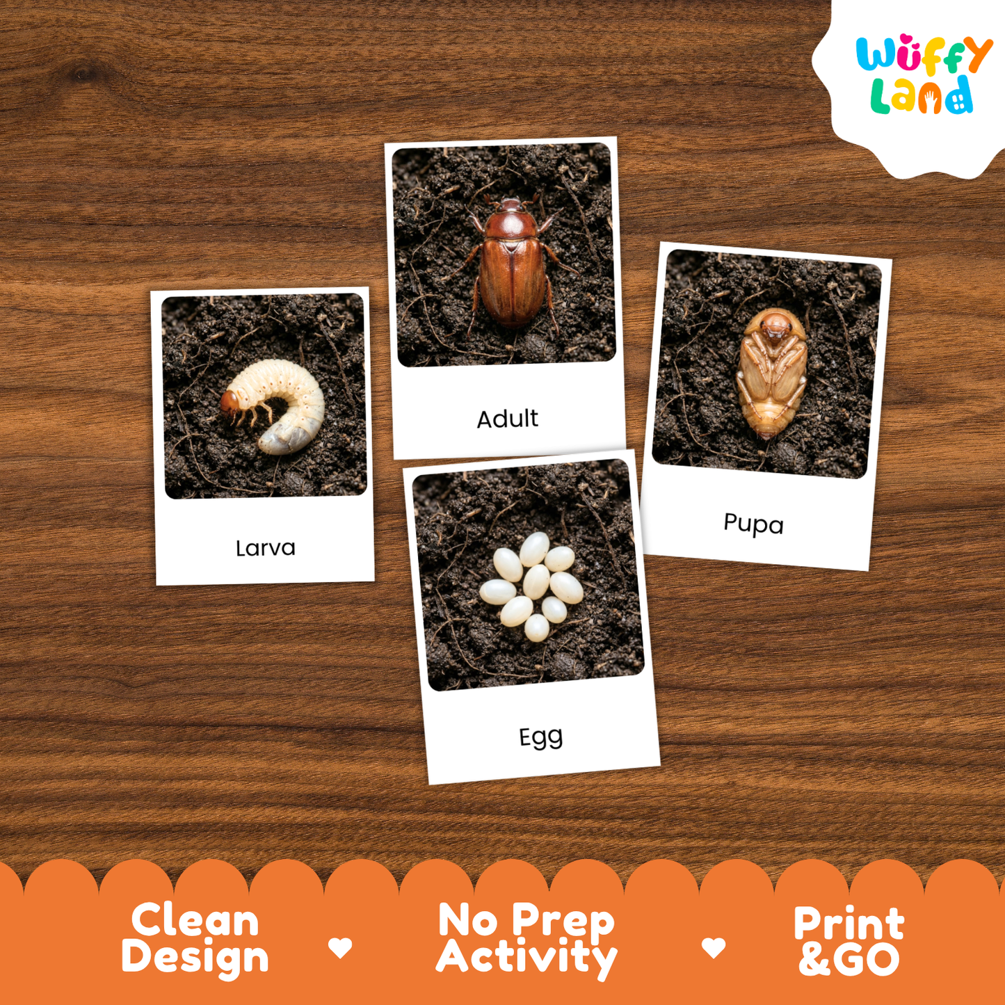 June Beetle Life Cycle Flashcard 3 Part Cards Science Activity Printable
