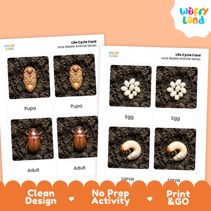 June Beetle Life Cycle Flashcard 3 Part Cards Science Activity Printable