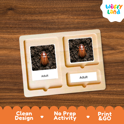 June Beetle Life Cycle Flashcard 3 Part Cards Science Activity Printable