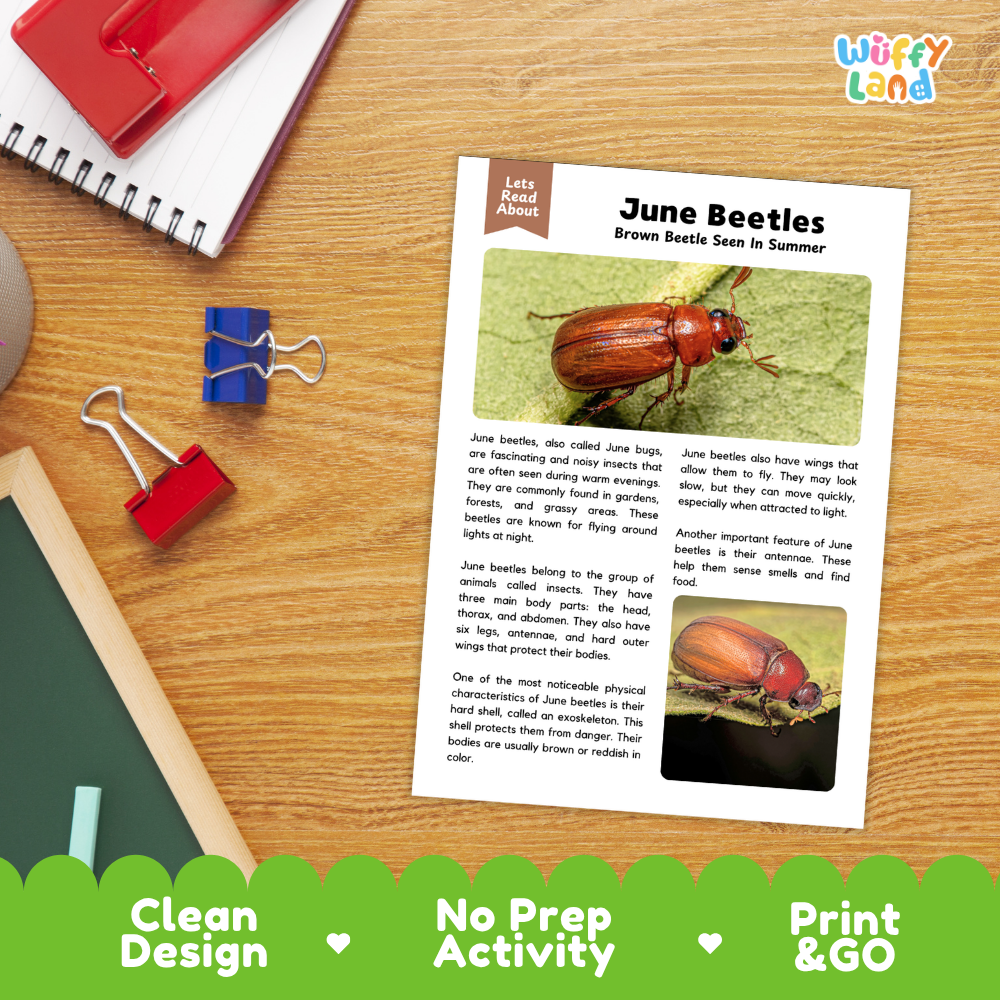 A printed educational activity sheet about June Beetles lies on a wooden desk. The sheet has a headline, body text, and two beetle photos.
