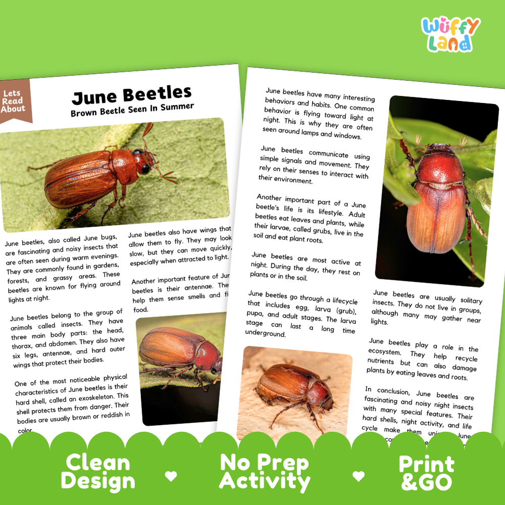 An educational activity booklet page set about June Beetles, showing two printed pages with text, diagrams, and a beetle photo, plus a green banner at the bottom reading 'Clean Design', 'No Prep Activity', and 'Print & GO'.