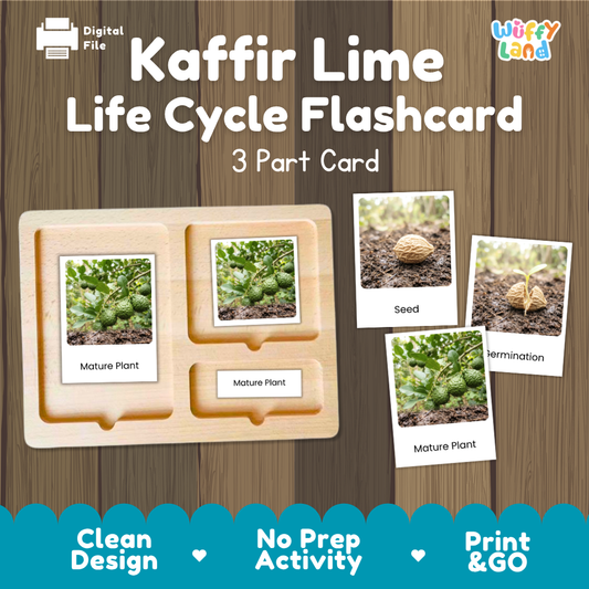 Montessori three-part cards featuring real photographs of kaffir lime tree growth stages including mature plant, young plant, and germination 🗂️🏷️
