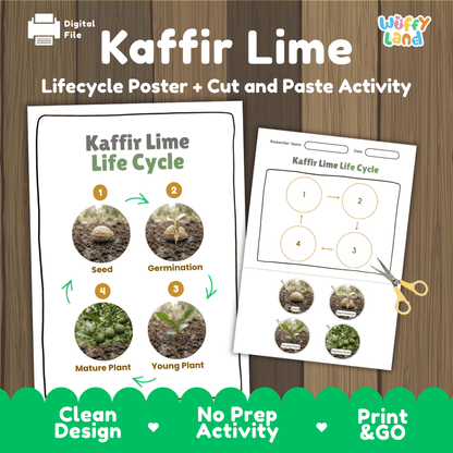 Kaffir Lime Life Cycle Poster and Cut and Paste Worksheet Activity