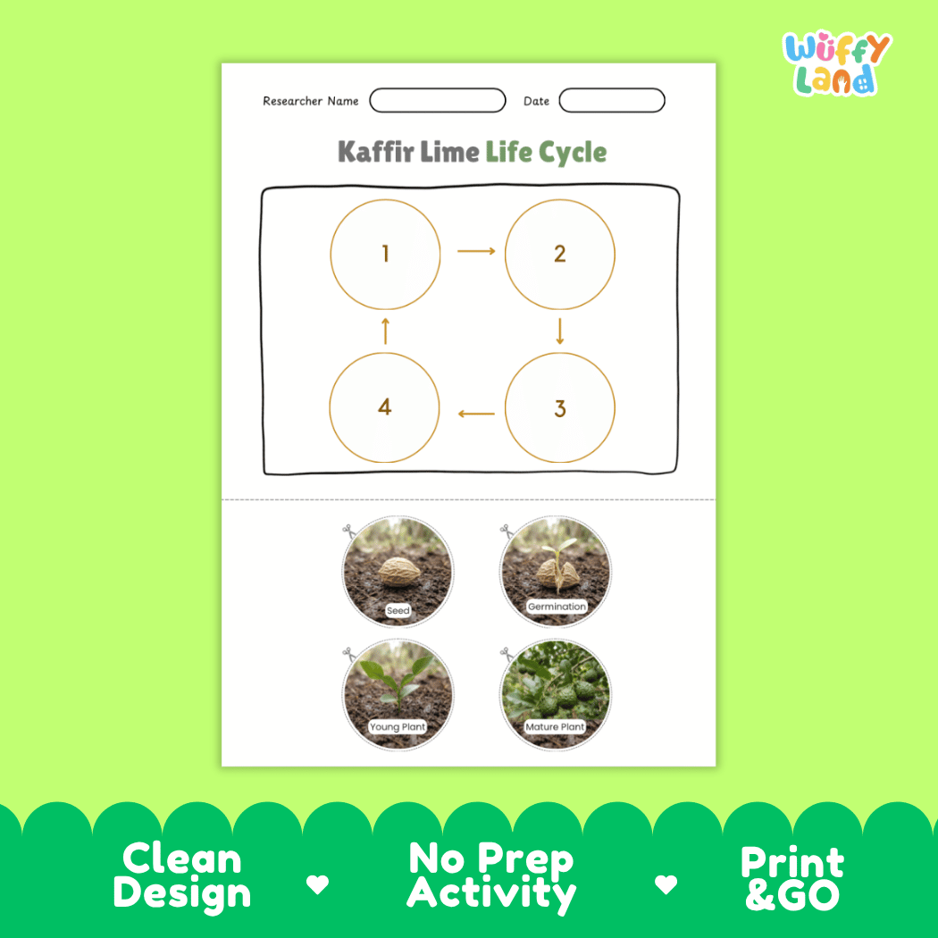 Kaffir Lime Life Cycle Poster and Cut and Paste Worksheet Activity