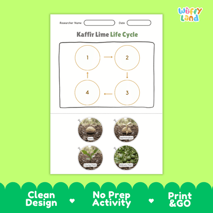 Kaffir Lime Life Cycle Poster and Cut and Paste Worksheet Activity