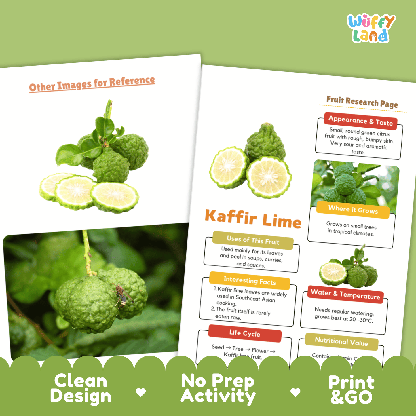 Kaffir Lime Makrut Fruit Research Project Science Worksheet Fact Sheet Activity