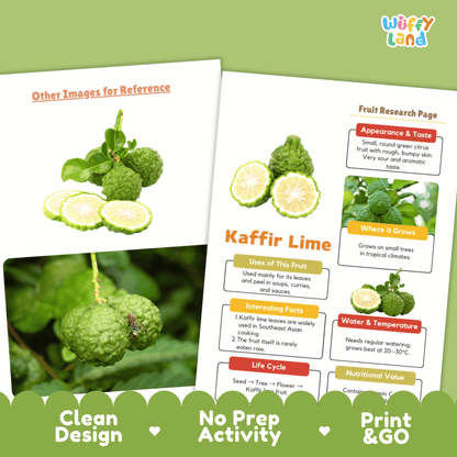 Kaffir Lime Makrut Fruit Research Project Science Worksheet Fact Sheet Activity