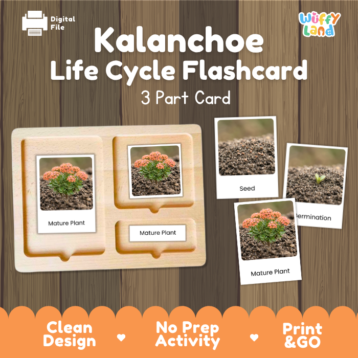 Kalanchoe Life Cycle Flashcard 3 Part Card Montessori Science Printable