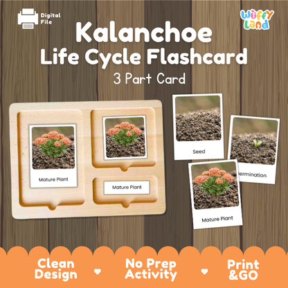 Kalanchoe Life Cycle Flashcard 3 Part Card Montessori Science Printable