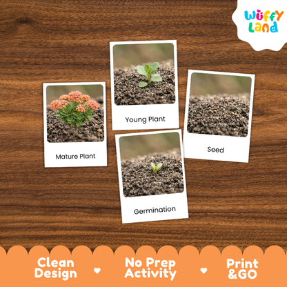 Kalanchoe Life Cycle Flashcard 3 Part Card Montessori Science Printable