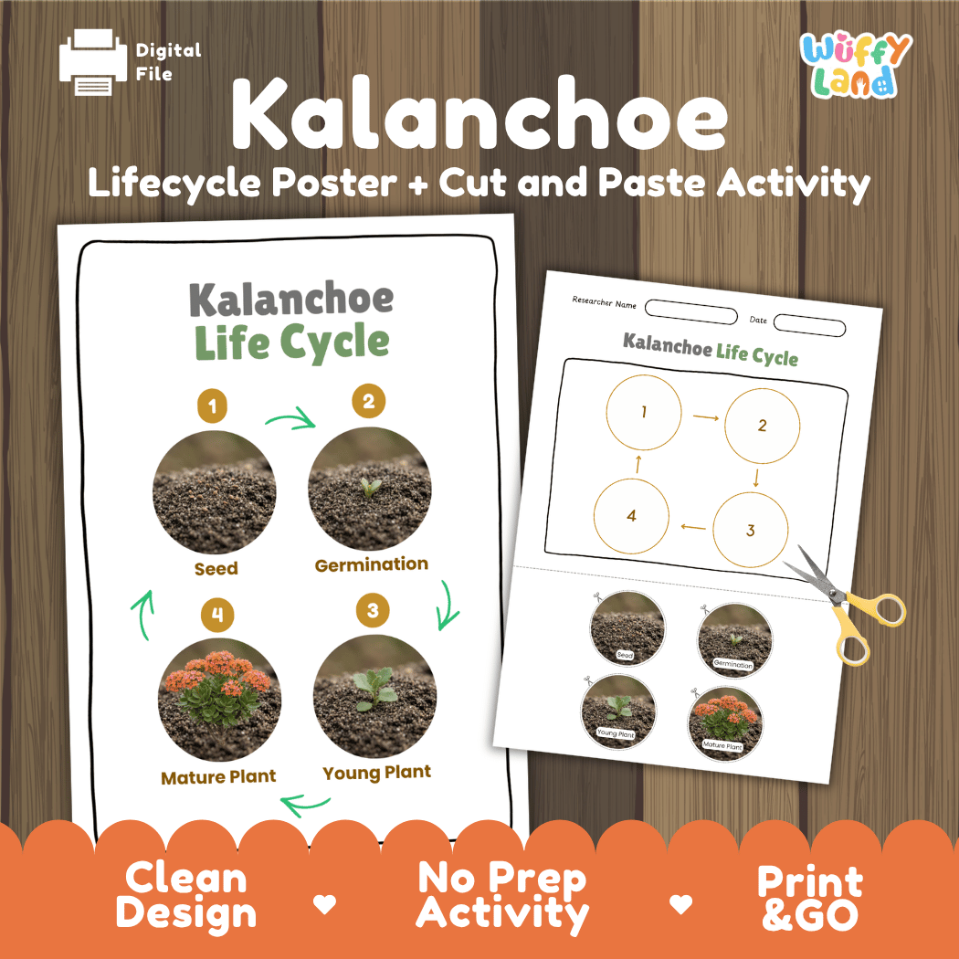 Kalanchoe Life Cycle Poster and Cut and Paste Worksheet Activity