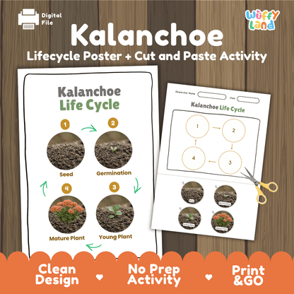 Kalanchoe Life Cycle Poster and Cut and Paste Worksheet Activity