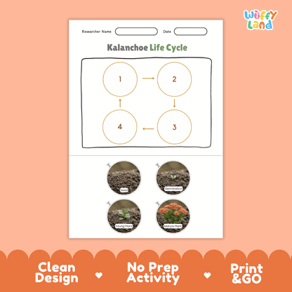 Kalanchoe Life Cycle Poster and Cut and Paste Worksheet Activity