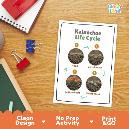 Kalanchoe Life Cycle Poster and Cut and Paste Worksheet Activity