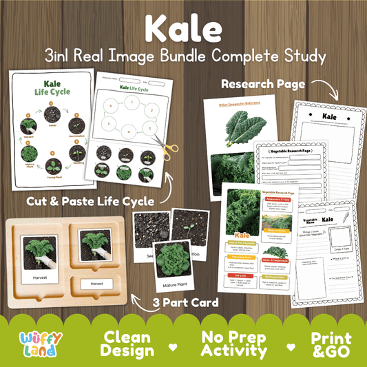 Kale 3in1 real image bundle complete study printable featuring life cycle cut and paste worksheets, Montessori 3-part cards, and research pages